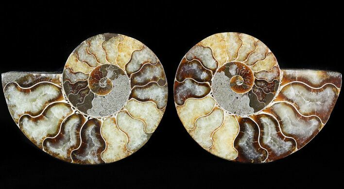 Sliced Fossil Ammonite Pair - Agatized #46508